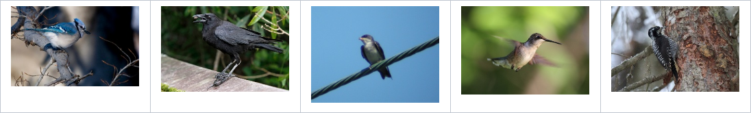 Figure 1: example training data from CUB-200. From left to right: blue jay, crow, swallow, hummingbird, woodpecker.