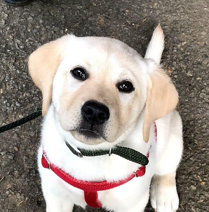 Banks: Cutest GA-CCRi Puppy EVER!