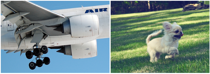 Left: ImageNet image of of an airplane. Right: ImageNet image of a Pekingese.
(Note: all ImageNet images may be subject to copyright.)