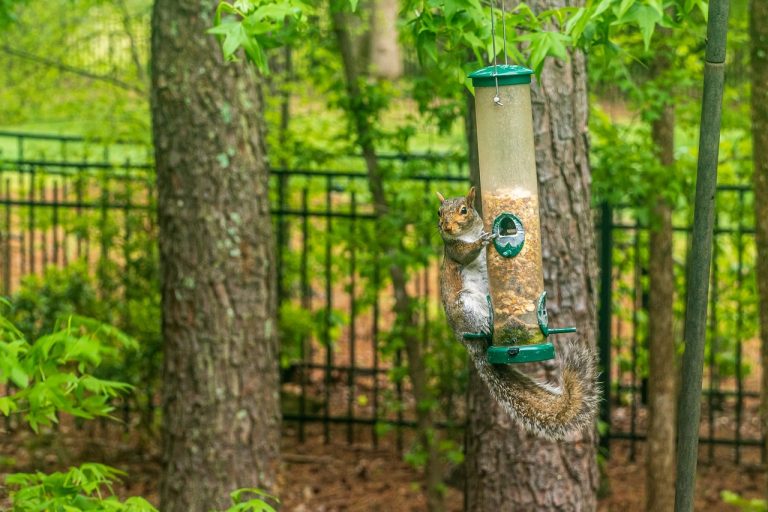 Figure 4: A squirrel at the bird feeder, misclassified as a woodpecker.